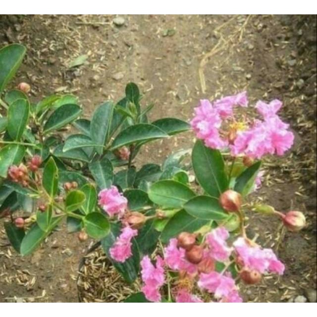 Sakura lokal