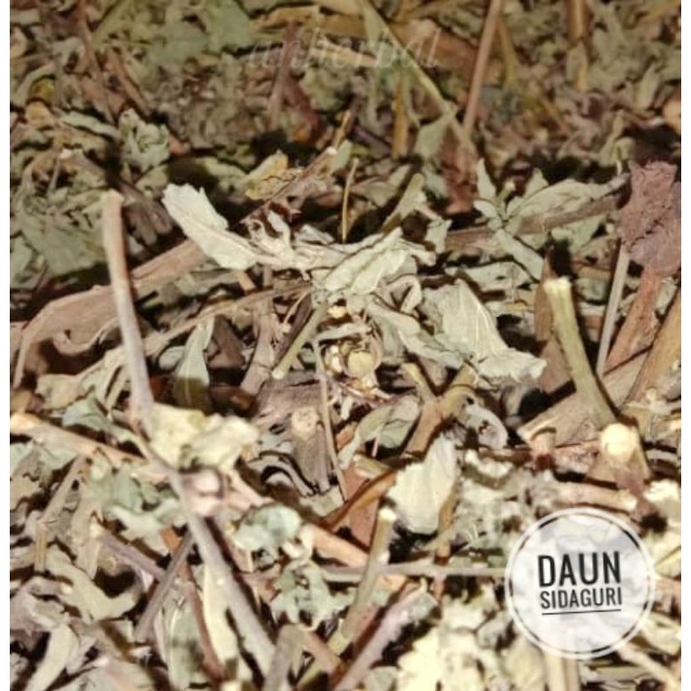 

daun sidaguri daun sidogori 1kg
