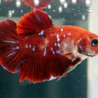 Pair Sepasang Ikan Cupang Koi Galaxi Siap Breed Male Female Jantan Betina Shopee Indonesia