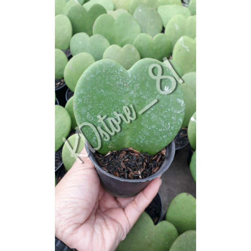 Sukulen hoya love polos