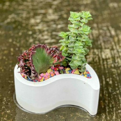 Pot Yin Yang Mini Garden Kaktus Sukulen