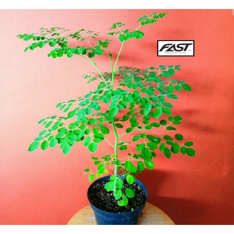 Tanaman Herbal Pohon Kelor - Pohon Kelor