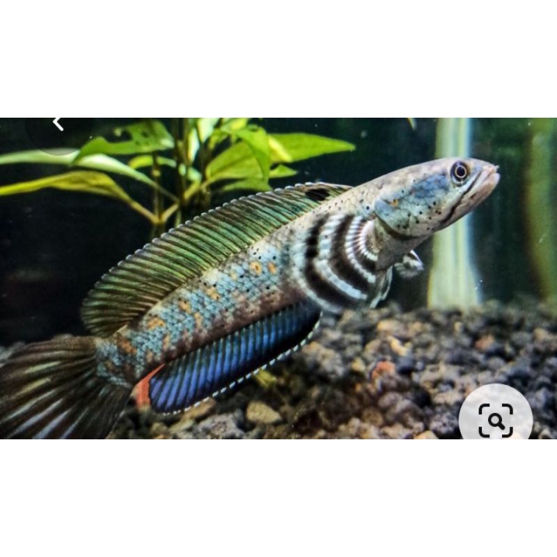 Ikan hias channa blue pulchra,ikan predator channa pulchra