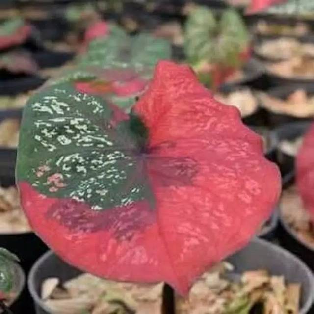 Tanaman hias keladi baret - tanaman hias keladi merah