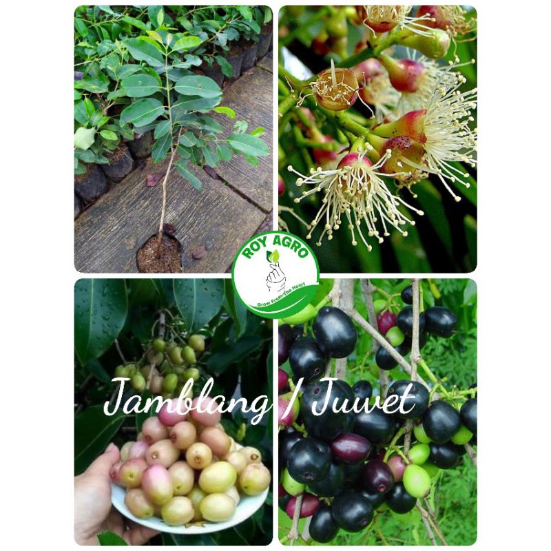 Bibit Buah Jamblang / Juwet / Duwet