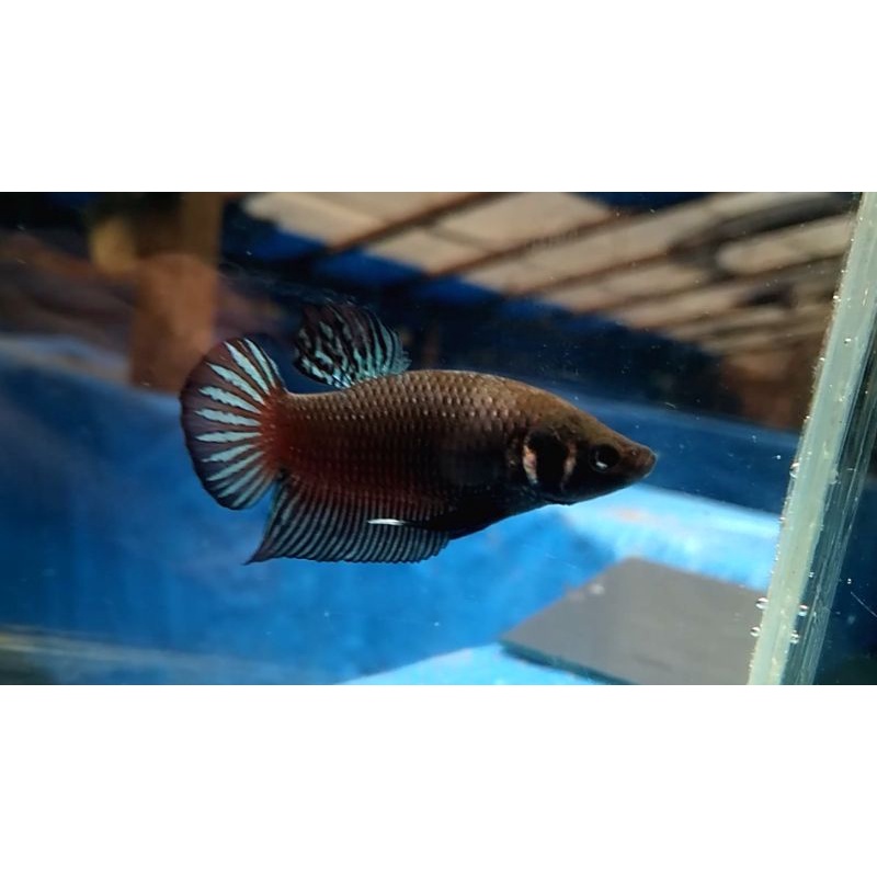 CUPANG ADUAN | FIGHTER / BAGAN