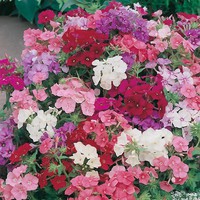 Benih Bibit Biji - Bunga Phlox Brilliancy (Phlox drummondii) Flower Seeds - IMPORT