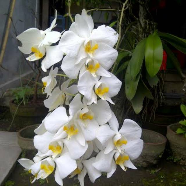 Phalaenopsis amabilis jawa