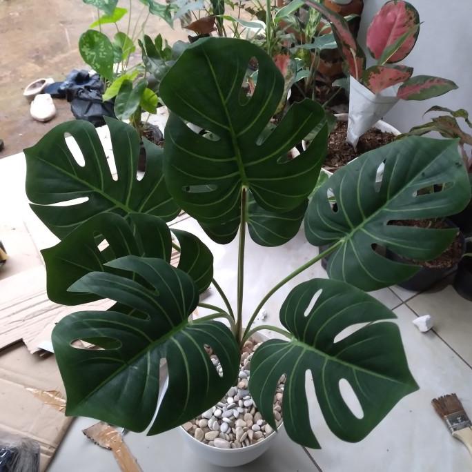 pohon monstera, pohon janda bolong plastik, pohin plastik, tinggi 70cm