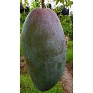 Bibit Tanaman Mangga Kiojay - Mangga Jumbo  Kualitas Super