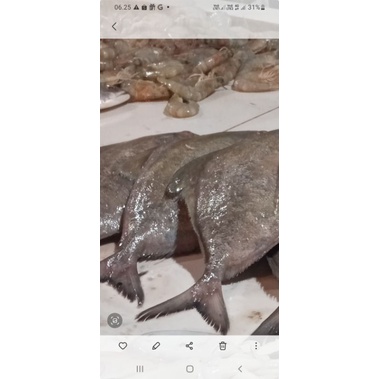 

udang segar
