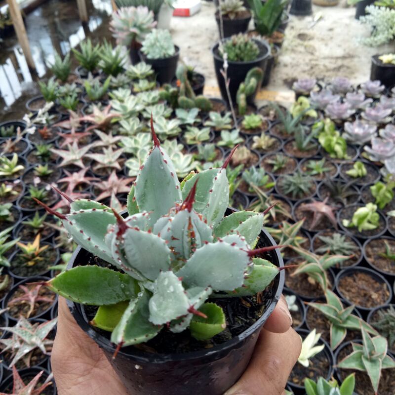 agave potatorum kubic