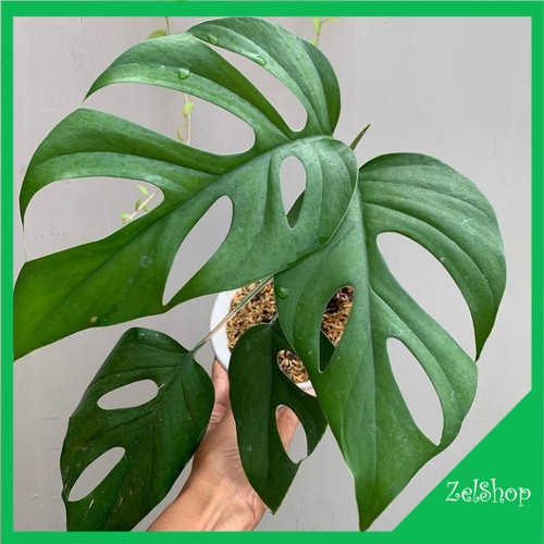 Monstera Rhapidopora Pertusa