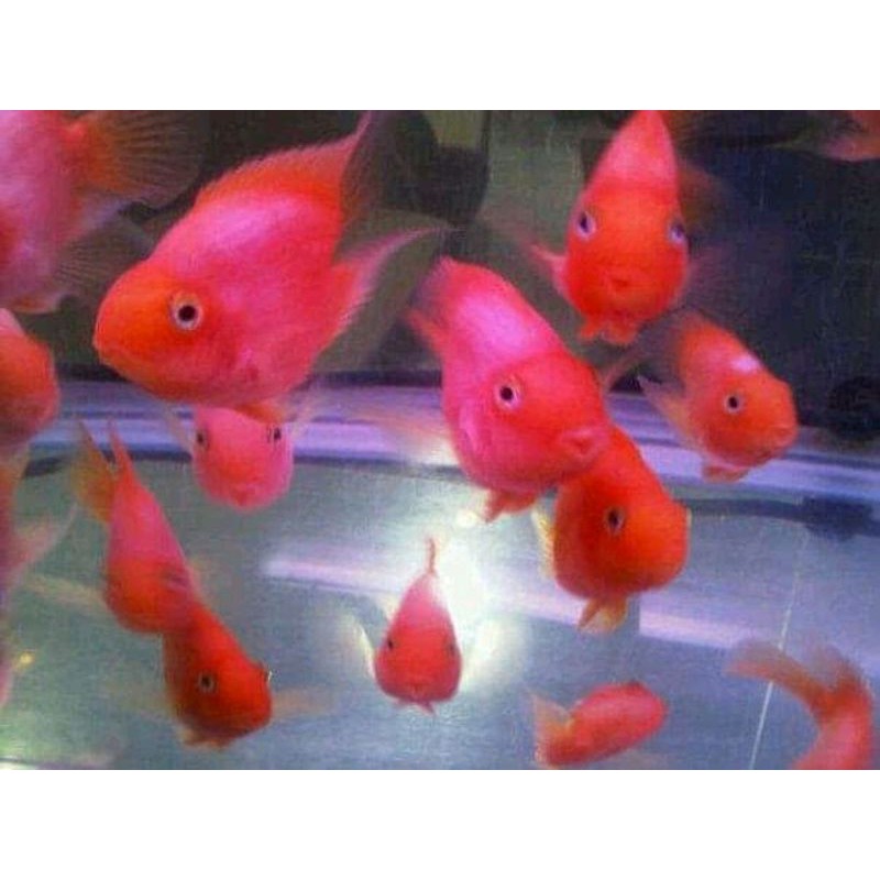 

ikan perot / ikan parot / red parrot