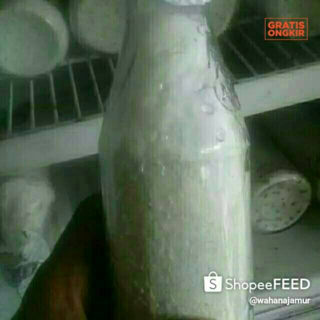 Bibit jamur tiram putih f1