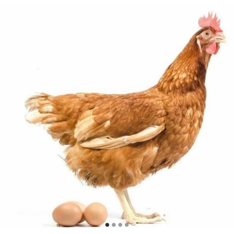 Jual ayam merah petelur | Shopee Indonesia