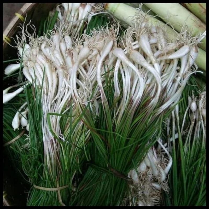 

SAYUR KUNCAI | BAWANG KUNCAI SEGAR BISA UNTUK BIBIT