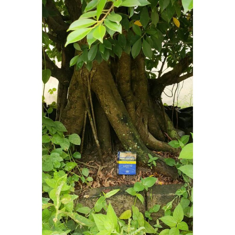 bonsai kimeng ukuran batang besar batang jumbo lingkar 150 cm