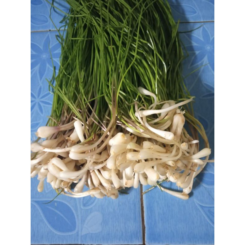 

kuncay atau kucai,250gr
