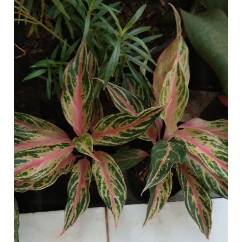 tanaman hias aglonema butterfly/benih aglonema butterfly