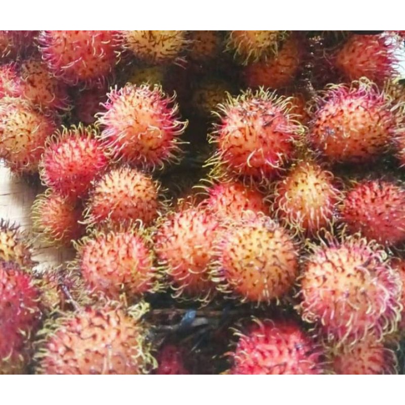 

RAMBUTAN CILEBAK/BUAH RAMBUTAN CILEBAK FRESH 1KG