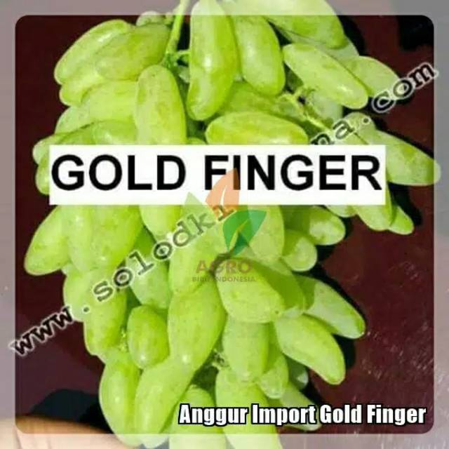 Bibit anggur import jenis gold finger