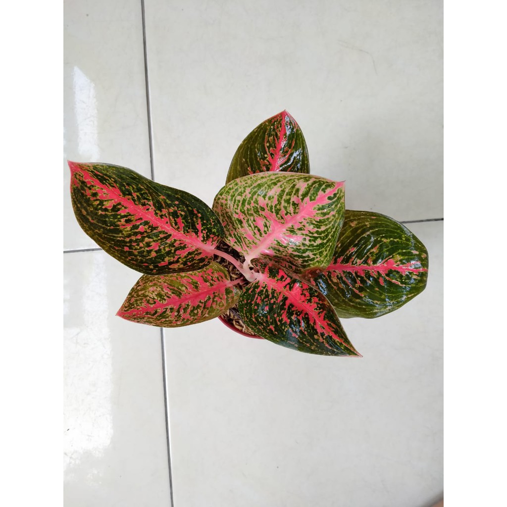  Tanaman  Hias  Indoor Aglaonema aglonema Adelia murah 