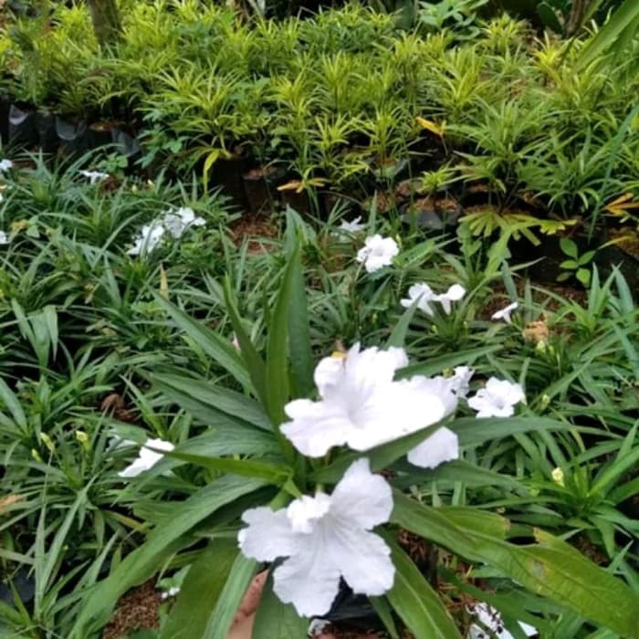 PROMO Tanaman hias bunga rawelia putih