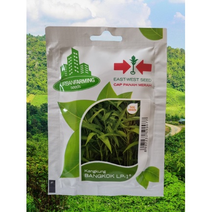 Jual Benih Kangkung Darat Bangkok Lp Indonesia Shopee Indonesia