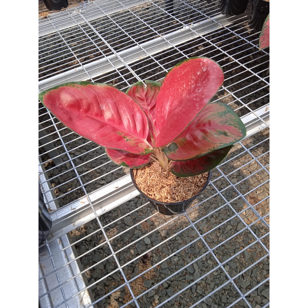 aglonema suksom lilin (daun 6-7)