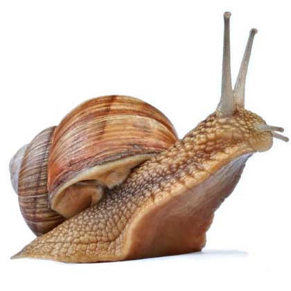 [Bisa COD] Bekicot Hidup 1 Ekor Bekicot Untuk Perawatan Wajah Kecantikan Wajah Bekicot Sawah