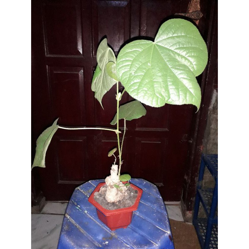 bonsai mini pohon waru pucuk merah