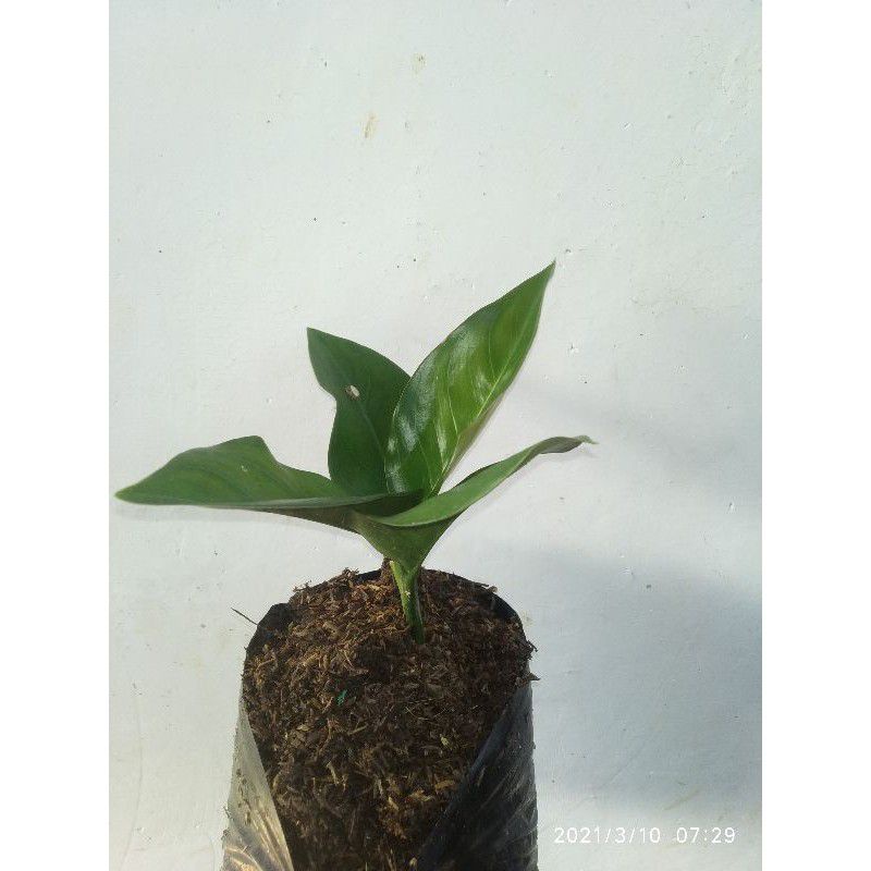 Tanaman hias aglonema kocin/red kocin