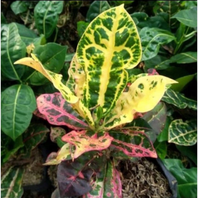 Tanaman Hias Puring Kura - pohon Puring Kura