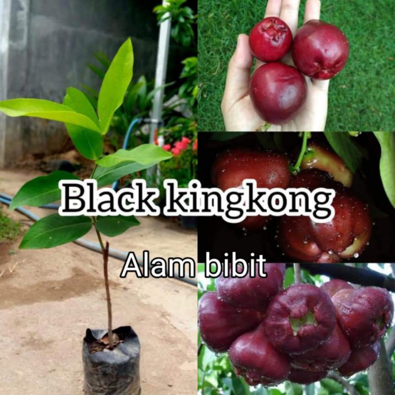 BIBIT JAMBU AIR BLACK KINGKONG (COCOK DI TANAM POT)