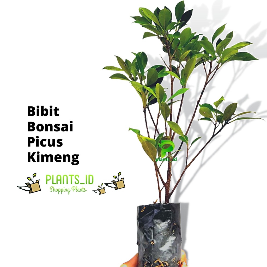 Picus Kimeng Bonsai Kimeng Bibit Picus Kimeng Bibit Bonsai Bahan Bonsai Kimeng Pikus Kimeng Stek Kim