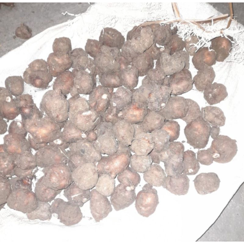

KENTANG HITAM 1kg