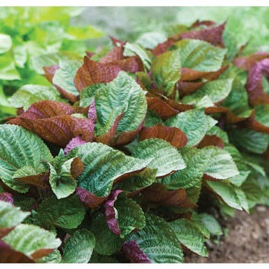 Benih Bibit Biji - Shiso Perilla Britton Korean Shiso Salad Leaves Seeds - IMPORT