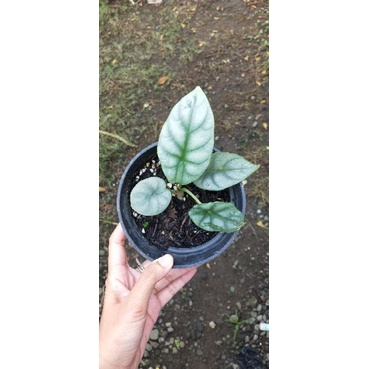 Alocasia Dragon Silver anakan