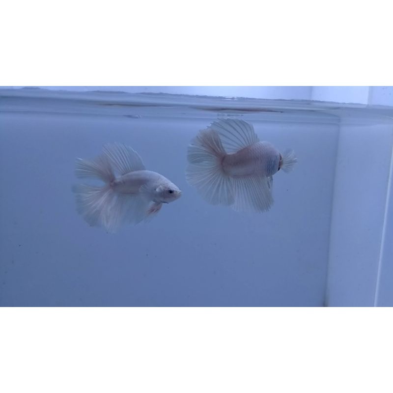Ikan Hias Cupang Big Ear White platinum jenis Plakat big ear , Cerit, HM Double Tail (Real Picture)