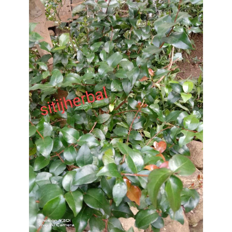 

jual daun cereme / ceremai belanda dewandaru paket 250 gram