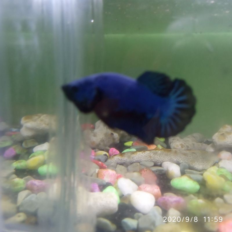 IKAN CUPANG SELLO BLACK MAMBA/SAMURAI