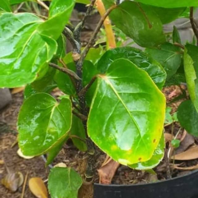 Bunga mangkok / benih herbal hiasan taman
