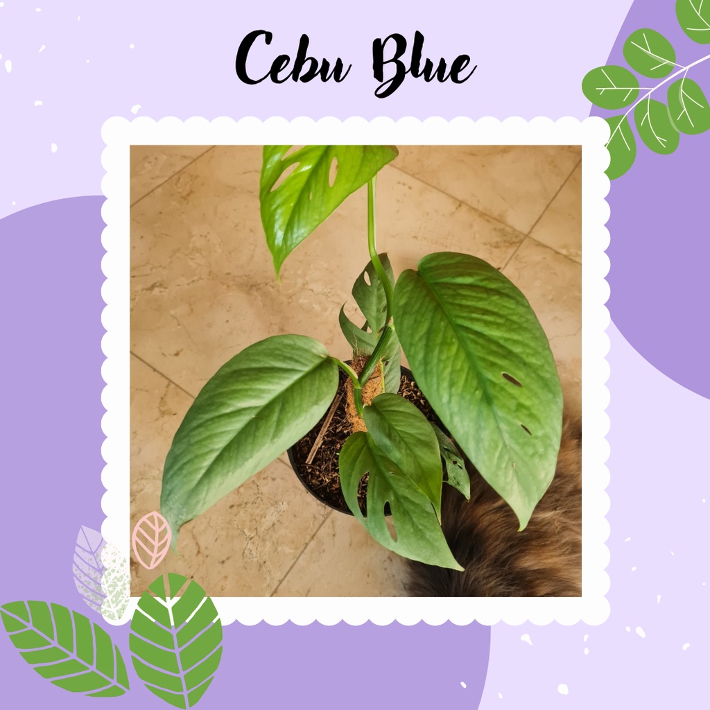 Tanaman Hias Cebu Blue Tanaman Epipremnum Cebu Blue atau Philo Cebu Blue