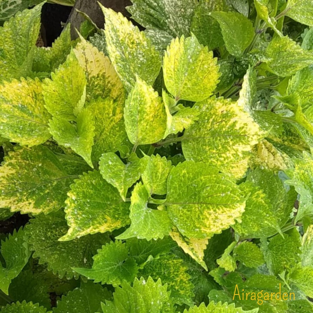 Tanaman Hias Miana - Jawer Kotok - Iler - Coleus 134