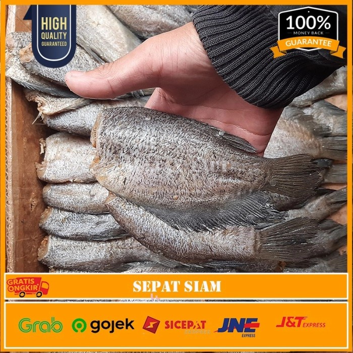 

Ikan Asin Sepat Siam Size Besar 500gr PREMIUM