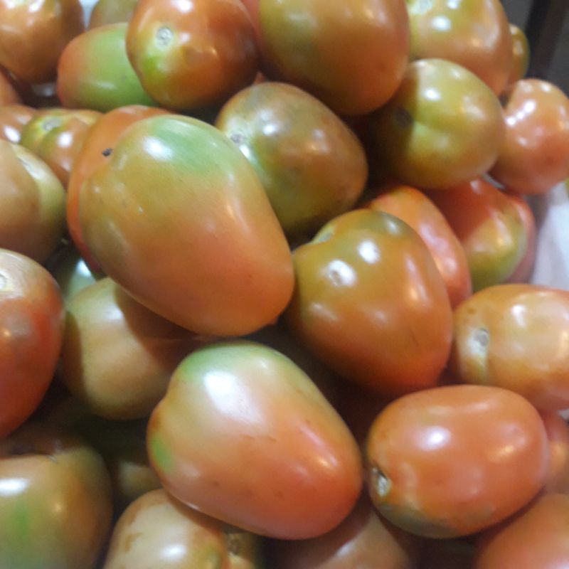 

tomat segar dan sangat berkulitas di pasaran 1kg