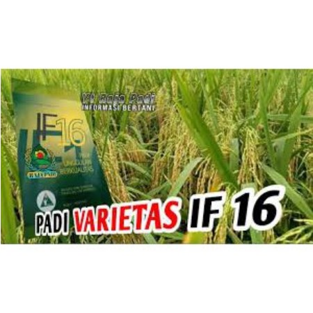 Benih Padi Unggul IF 16
