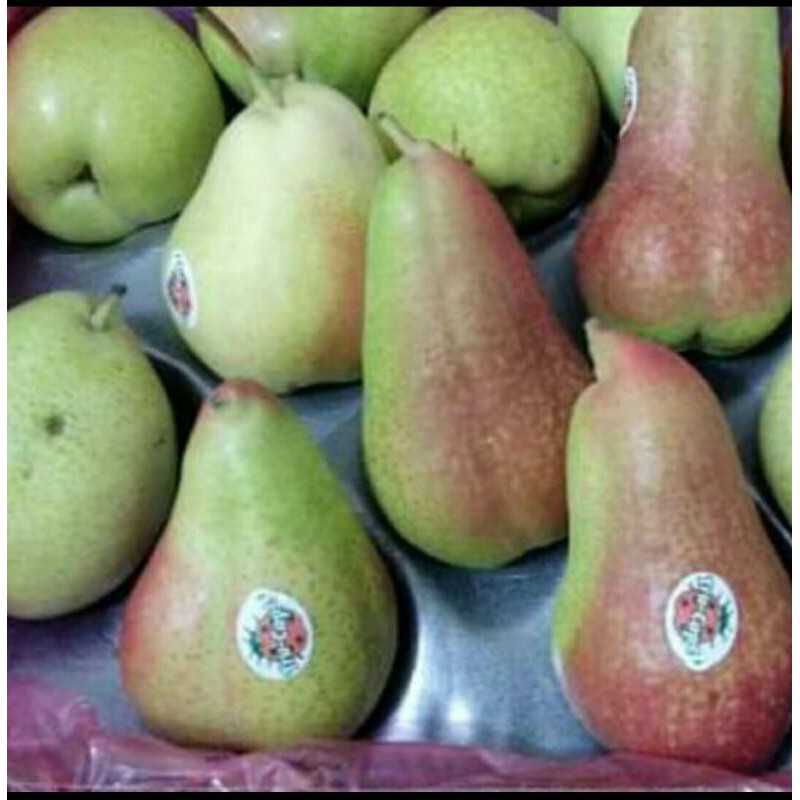 Jual Pear Forellie Fres 1 Kg Shopee Indonesia 