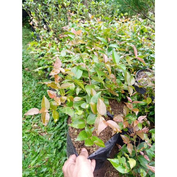 bibit bonsai dewandaru/cermai